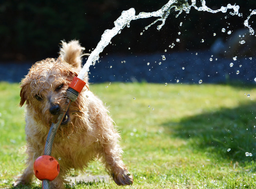 犬　水遊び